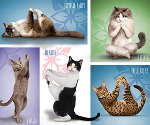 Yoga Dogs & Cats Collection